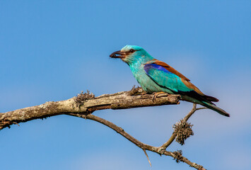 Colorful European roller Coracias garrulus on a branch.