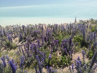 field of wild flowers, Eastborne, England, english seaside 