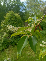 Obraz premium White inflorescence of Bird cherry