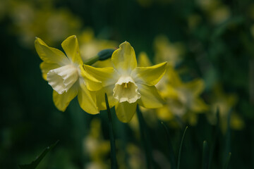 Obraz premium Daffodils in focus. Two daffodils in spring. Spring blossom background photo