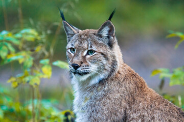 Portrait of a Eurasian lynx with greenish background