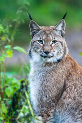 Obraz premium Portrait of a Eurasian lynx with greenish background