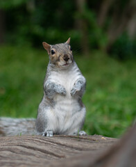 Squirrel in forest looking at camera