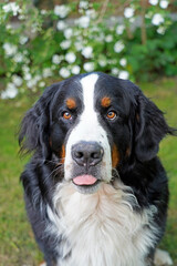 Portrait of Bernese Mountain Dog sticking his tongue out 
