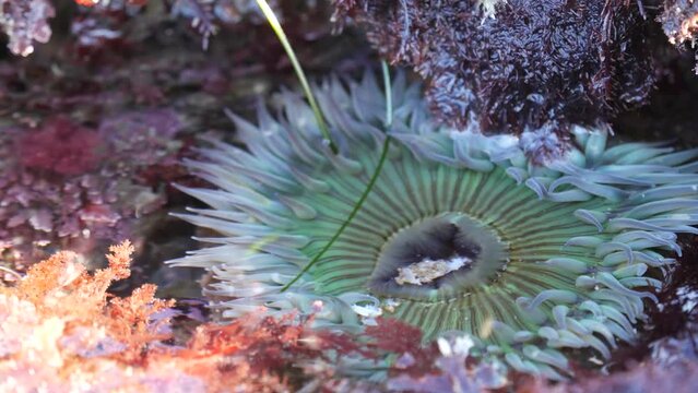 Sea anemone tentacles, tide pool water, anemones mouth macro. Tidepool wildlife, aquatic marine organism. Exotic actiniaria polyp animal underwater. Littoral intertidal zone fauna, California low tide