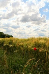 The red poppy grows in the middle of a field. A cloudy day. Be unique and stand out in a crowd.