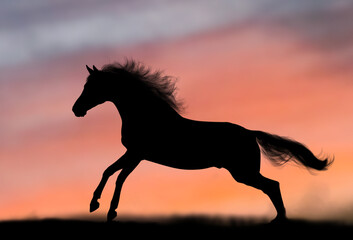 Gorgeous horse silhouette in sunrise