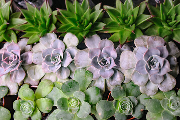 Succulents, a look from above