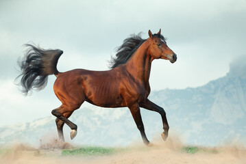 Fototapeta na wymiar Beautiful arabian horse