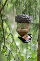 Buntspecht am Futterzapfen