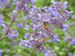 bee on purple flowers