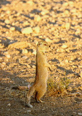 Yellow Mongoose at sunset in the Kgalagadi