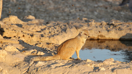 Yellow Mongoose at sunset in the Kgalagadi