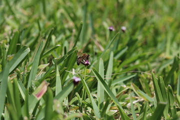 Florida Wildflowers