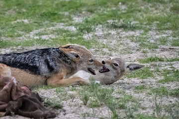 Jackals fighting for a buffalo carcass in the bush in Namibia
