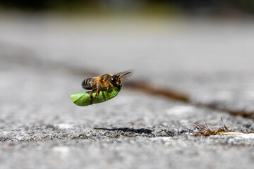 Blattschneiderbiene im Anflug an Erdhöhle mit Blatt - 510463697