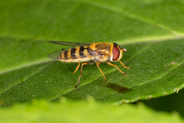 Große Schwebfliege makro