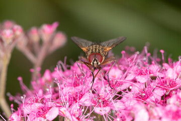 Stubenfliege makro