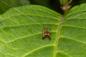Gebänderte Langhornmotte makro
