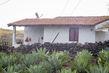 plata de agave maximiliana para hacer raicilla, en mixtlan, jalisco, mexico