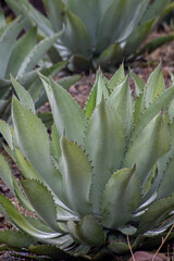 plata de agave maximiliana para hacer raicilla, en mixtlan, jalisco, mexico