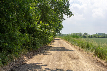a dirt road located between a forest and a field on a sunny summer day.