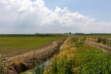 a dirt road located between a forest and a field on a sunny summer day.