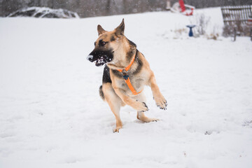 Shepherd puppy playing in snow