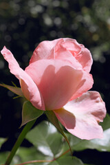 opening rosebud in summer sunlight