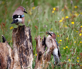 Eurasian jay searching for food in a meadow during a rain storm
