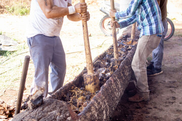 hombres aplastando la planta de agave