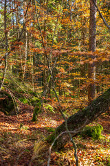 Beautiful autumn colors in deciduous forest by a waterfall