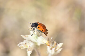 Preciosa mariquita sobre planta con fondo difuminado (macro)