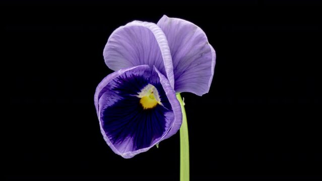 Time lapse of opening violet Pansy flower (Viola tricolor) isolated on black background. Trend colour 2022. 