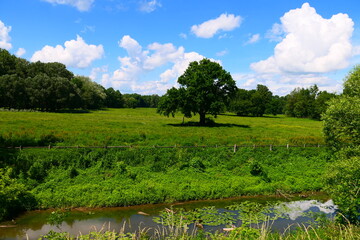 in den Marchfeldauen
