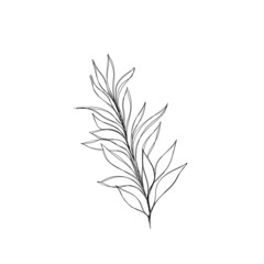botany tattoo sketch - beautiful twig plant. Botanical element template for graphic design, wedding decor, textiles, souvenir gift, stationery print