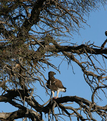 Martial Eagle perched in a tree in the Kgalagadi