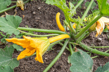 Close-up of a yellow courgette plant in a garden
