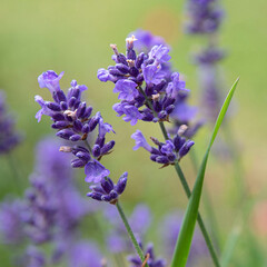 Close-up of purple lavender flower in a garden