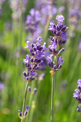 Close-up of purple lavender flower in a garden