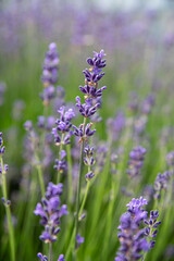 Fototapeta premium Close-up of purple lavender flower in a garden
