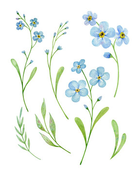 Set of forget me not flowers. Watercolor illustration isolated on white. 