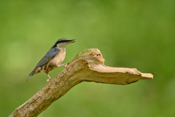 bird, robin, natur, wild lebende tiere, tier, rot, wild, ast