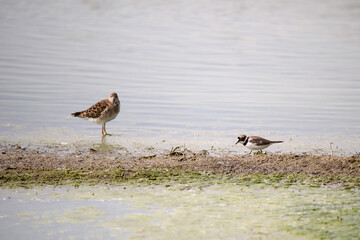 bird, natur, wasser, meer, möve, beach, tier, wild lebende tiere