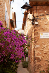 Fototapeta na wymiar Blooming bougainvillea on the old town in the city.