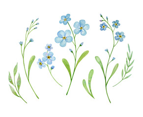 Set of forget me not flowers. Watercolor illustration isolated on white. 