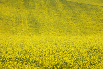 Fototapeta premium Pejzaż z kwiatami żółtego rzepaku z zielonych pól w oddali. 