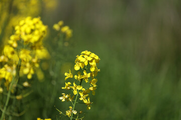 Pejzaż z kwiatami żółtego rzepaku z zielonych pól w oddali. 