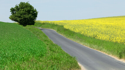 Droga biegnąca między kolorowymi polami uprawnymi na wiosnę. 