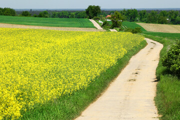 Droga biegnąca między kolorowymi polami uprawnymi na wiosnę.  - obrazy, fototapety, plakaty